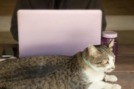 宠物猫屎怎么扔？是湿垃圾还是干垃圾？看完这篇你就懂了