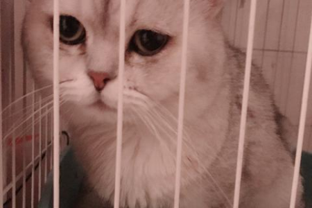 不同种类猫砂垃圾分类指南：猫砂属于什么垃圾？