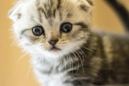 猫有九条命的说法从何而来？看看猫咪的超强生命力