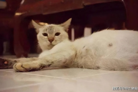 猫咪生完肚子很大怎么办？教你如何判断和解决！