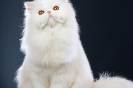 波斯猫的性格到底如何？是天使还是恶魔？
