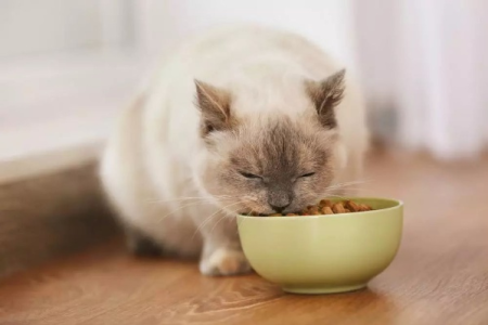 猫咪能喝白米粥吗？多久喂一次才健康？