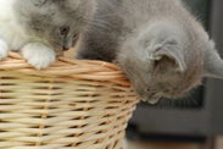 英国短毛猫饲养知识大全：新手小白也能轻松养英短