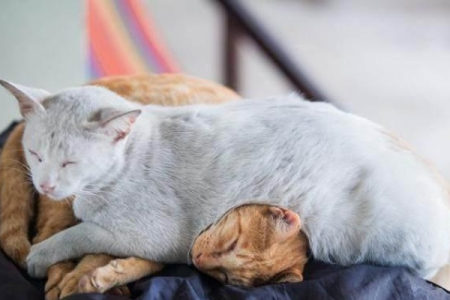 想搂着猫咪睡觉？先了解这些潜在的健康危害！
