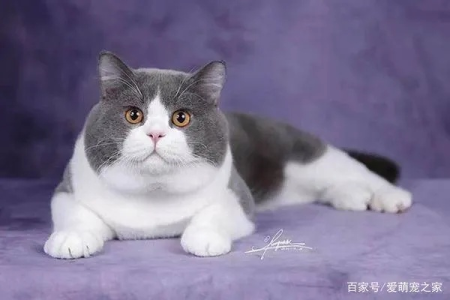 宠物猫品种大全：英国短毛猫颜色分类及挑选技巧