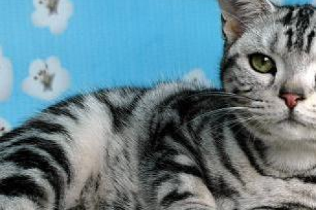 英国短毛猫的寿命有多长？科学养宠延长猫咪寿命