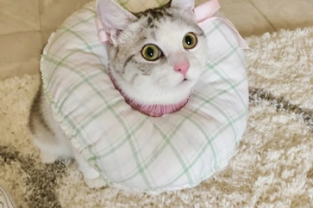 猫咪伊丽莎白圈制作方法，超简单教程