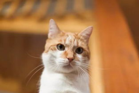 猫胡须的作用：比你想象的更厉害！