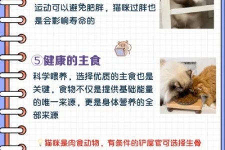 延长猫咪寿命的秘诀：从饮食到疫苗全攻略