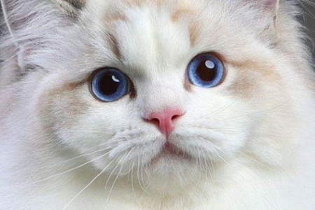 养布偶猫必看！这些遗传病你了解吗？