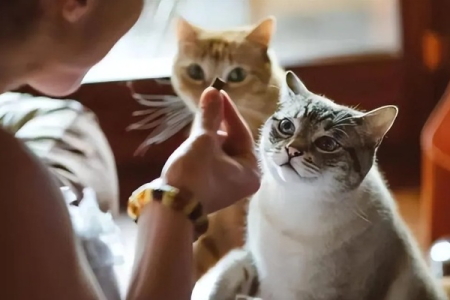 你的猫是不是偷偷喜欢你？6个举动告诉你真相！