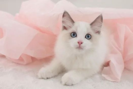 布偶猫的显著特点有哪些？带你全面认识布偶猫