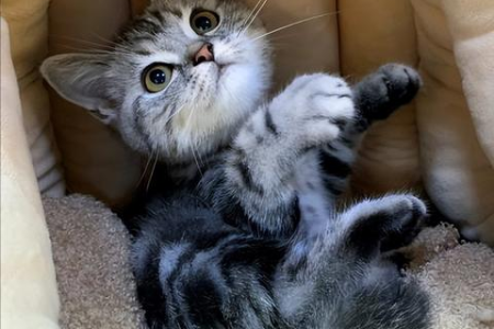 养布偶猫之前必看：寿命、健康和护理指南