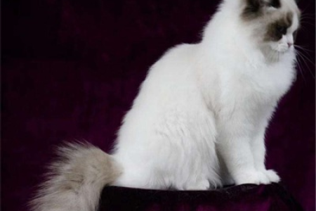 看懂布偶猫品相，避免花冤枉钱买到劣质猫