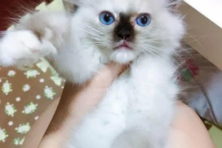 想养布偶猫？先了解什么是布偶猫重点色！