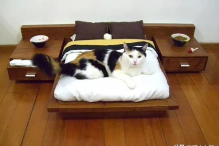 卧室养猫会影响健康吗？猫咪和人同居的注意事项