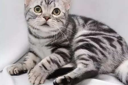 家养什么猫好？这几种猫咪性格好，好打理又省心！