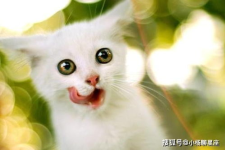 猫舌头上的小钩子是做什么的？细数猫舌头的奇特之处！