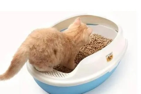 为什么猫咪拉屎有点稀？饮食和疾病的可能性分析