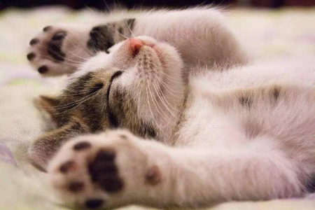 猫咪用哪些动作表达爱？7个信号暗示它深爱你