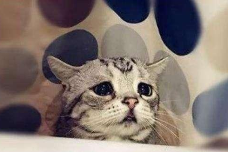 猫会得抑郁症吗？警惕这些症状，别让你的猫咪伤心