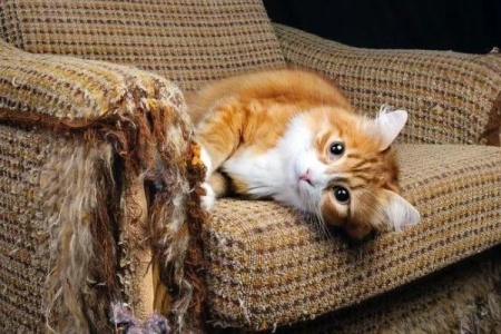 猫咪抓沙发怎么办？教你几招让猫咪远离沙发