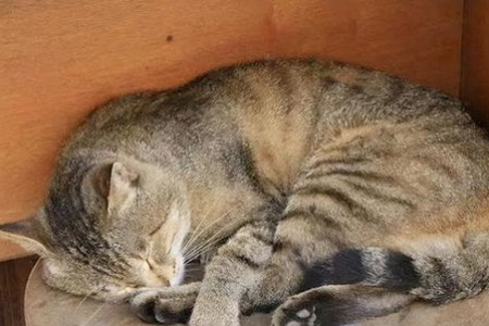 如何判断猫咪死亡时间？猫咪死后身体变硬的规律