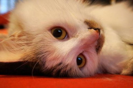 蚊香对猫有毒吗？如何避免猫咪因蚊香中毒？