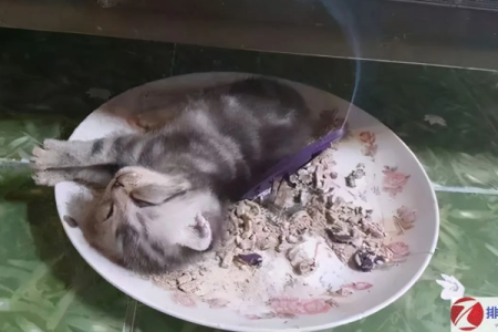 猫咪闻到蚊香会怎样？蚊香会让猫咪中毒死亡吗？