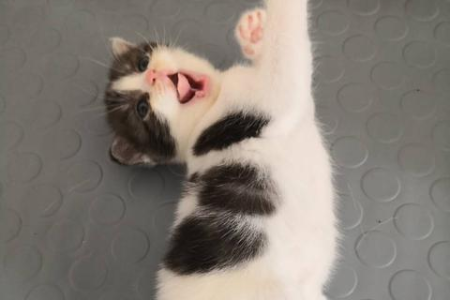 小猫多久才能看出折耳特征？专家教你快速辨别方法！
