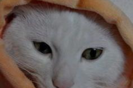 家里养了猫后，生活会发生哪些改变？