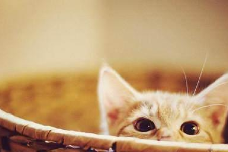 猫的触觉器官：探索猫咪的秘密感知能力！
