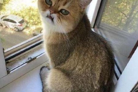 猫的嗅觉比人类强多少？探索猫咪神奇嗅觉