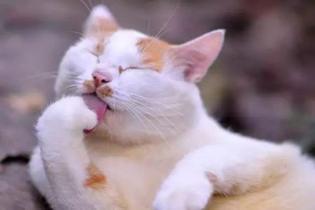 猫的味觉是如何运作的？猫咪真的尝不出甜味吗？