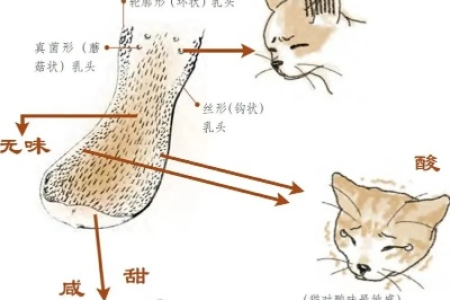 猫的味觉系统详解：猫咪到底能尝到啥？