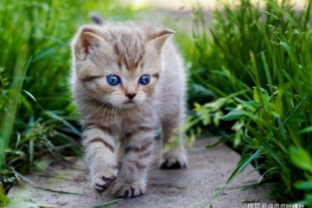 家里猫咪偏爱谁？猫主子挑人的秘密都在这