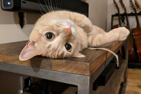 情侣养猫的幸福日常：治愈系猫咪生活