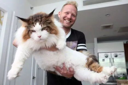 世界上最大的猫有多大？缅因猫体型惊人，究竟有多巨型？