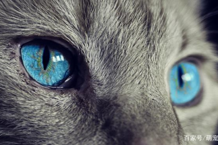 猫咪是色盲吗？猫眼里的世界究竟是什么样的？