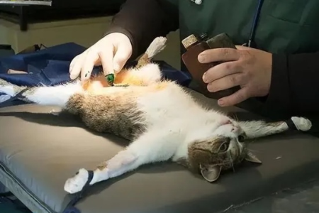 猫咪绝育手术：前后护理及常见问题深度科普