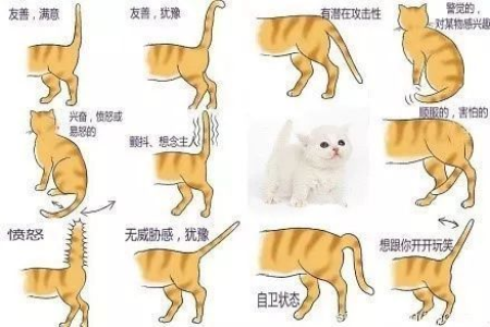 解读猫咪尾巴：平衡高手还是情绪表达器？