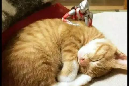 家里猫咪变老了？这些症状你都了解吗？