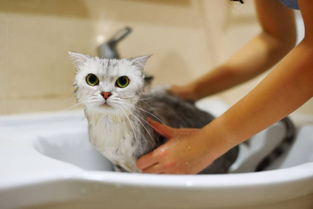 给猫咪洗澡的误区大揭秘：避免这些致命错误