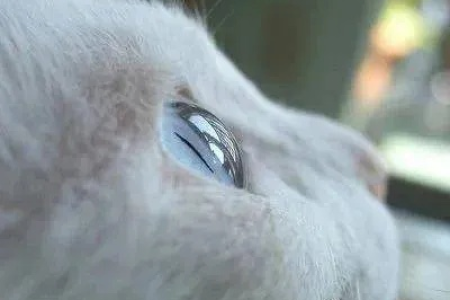 猫的瞳孔为什么会变？光线、情绪全揭秘！