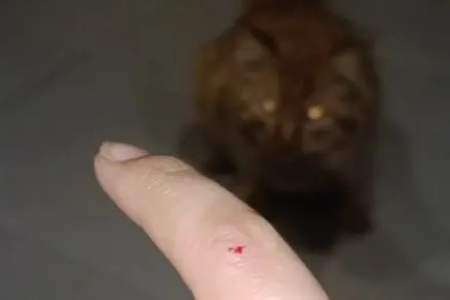 被猫抓伤了怎么办？伤口处理和疫苗接种指南