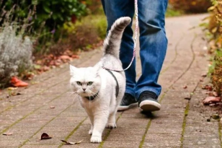 猫咪的寻路能力有多厉害？它们是靠什么回家的？