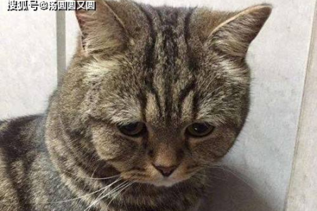 猫藓扩散太快！如何有效阻止它蔓延？