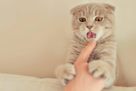 猫把你当主人的三种表现：这几个细节暴露了猫咪的小秘密