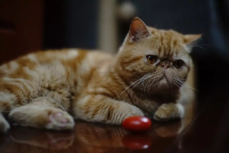 想养猫却怕它变胖？这几个品种需谨慎选择！