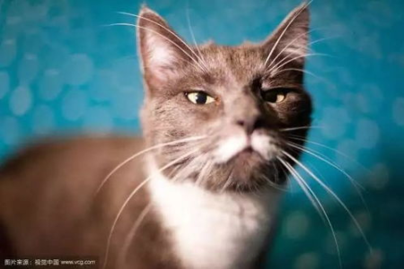 猫的胡子有什么用？揭秘猫咪胡子的秘密功能！